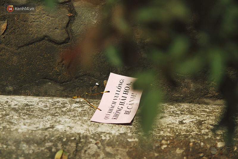 Hình ảnh xấu xí tại lễ hội hoa hồng Bulgaria: Người dân trèo rào, kéo hoa bất chấp để chụp ảnh